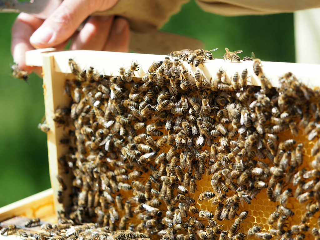 Aj včielky môžu byť šťastné. Foto: archív B. J. 