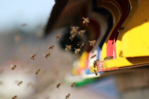 Klíma je dôležitá tak pre včely, ako aj pre ľudí. Tú spoločenskú si môžeme zvoliť sami. Foto: Pixabay
